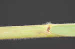 Rice cutgrass